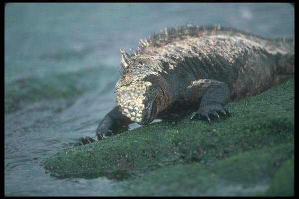 103084 Marine Iguana Grazing On Algae A4 Photo Print