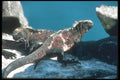 103085 Marine Iguanas A4 Photo Print
