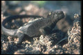 103086 Marine Iguana A4 Photo Print