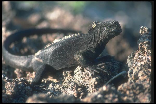 103086 Marine Iguana A4 Photo Print