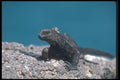 103087 Marine Iguana Skylined A4 Photo Print