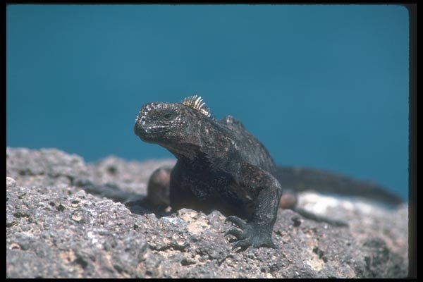 103087 Marine Iguana Skylined A4 Photo Print