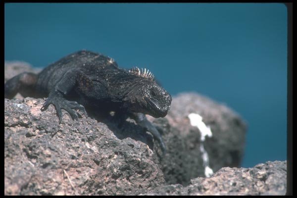 103088 Marine Iguana On Rock A4 Photo Print