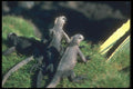 103090 Marine Iguanas A4 Photo Print