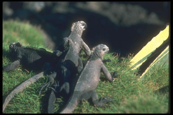 103090 Marine Iguanas A4 Photo Print