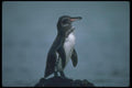 103091 Galapagos' Penguin On Lava Rock A4 Photo Print