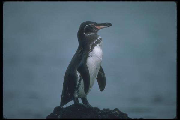 103091 Galapagos' Penguin On Lava Rock A4 Photo Print