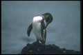 103092 Galapagos' Penguin Preening A4 Photo Print