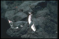 103093 Galapagos' Penguin On Lava Rock A4 Photo Print