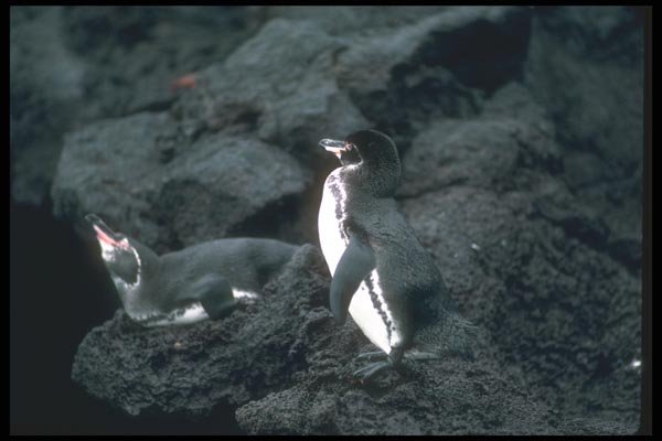 103093 Galapagos' Penguin On Lava Rock A4 Photo Print