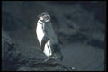103094 Galapagos' Penguin On Lava Rock A4 Photo Print