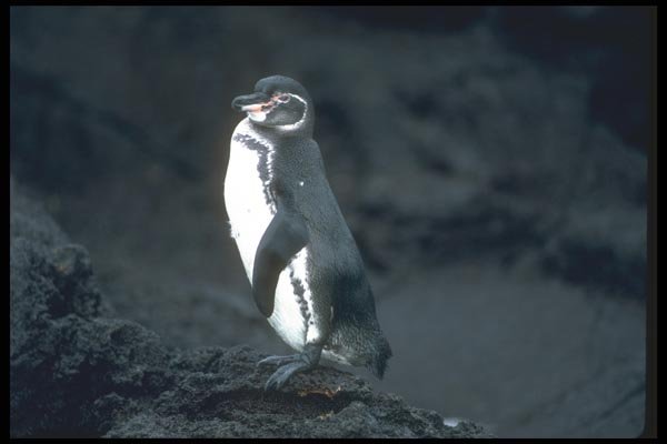 103094 Galapagos' Penguin On Lava Rock A4 Photo Print