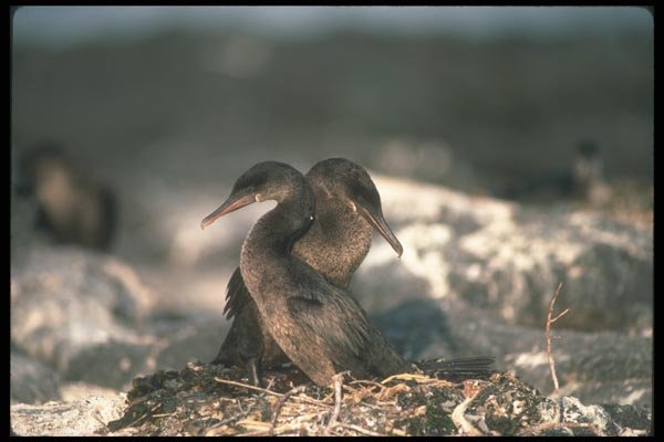 103095 Flightless Cormorant, Mated Pair At Nest A4 Photo Print