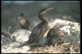 103096 Flightless Cormorant, Mated Pair At Nest A4 Photo Print