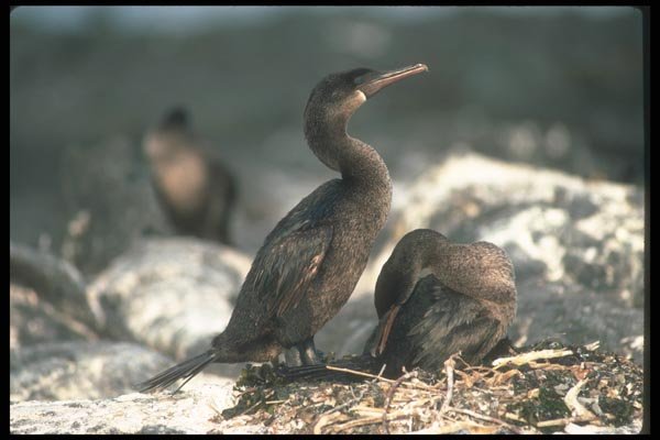 103096 Flightless Cormorant, Mated Pair At Nest A4 Photo Print
