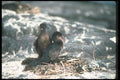 103097 Flightless Cormorant, Mated Pair At Nest A4 Photo Print