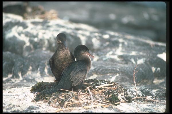 103097 Flightless Cormorant, Mated Pair At Nest A4 Photo Print