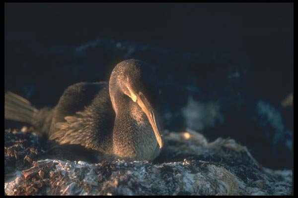 103098 Flightless Cormorant On Nest A4 Photo Print