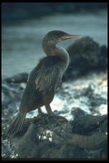 103099 Flightless Cormorant A4 Photo Print