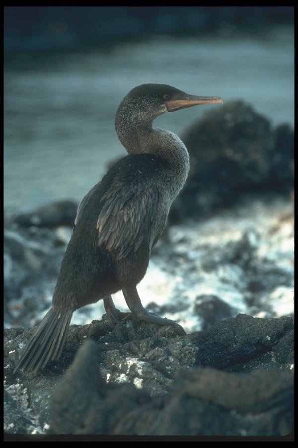 103099 Flightless Cormorant A4 Photo Print