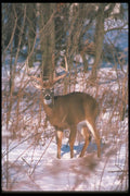104000 White Tailed Deer Standing In Snowy Woods A4 Photo Print