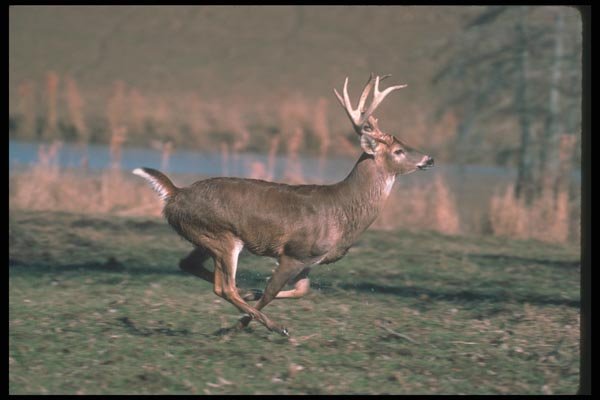 104001 White Tailed Deer Running A4 Photo Print