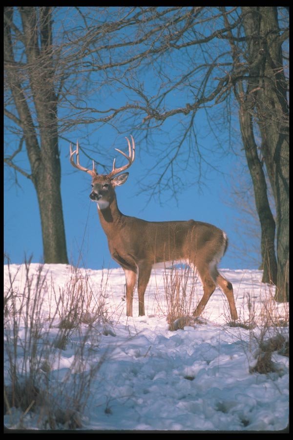 104002 White Tailed Deer Skylined On Snowy Hillside A4 Photo Print