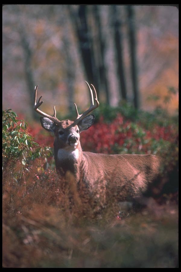 104003 White Tailed Deer In Field A4 Photo Print