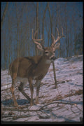104004 White Tailed Deer On Snowy Slope A4 Photo Print