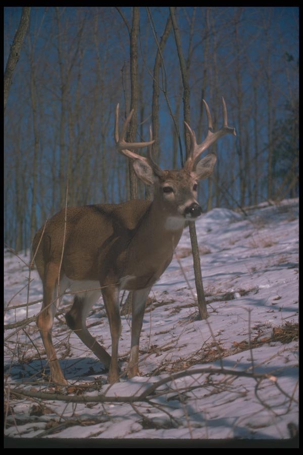 104004 White Tailed Deer On Snowy Slope A4 Photo Print