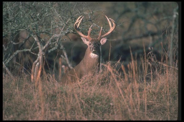 104005 White Tailed Deer At Edge Of Field A4 Photo Print