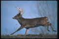 104006 White Tailed Deer Running A4 Photo Print