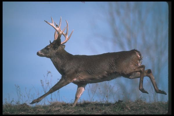 104006 White Tailed Deer Running A4 Photo Print