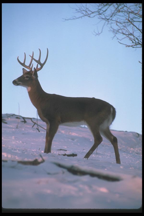 104007 White Tailed Deer On Snowy Skyline At Dawn A4 Photo Print
