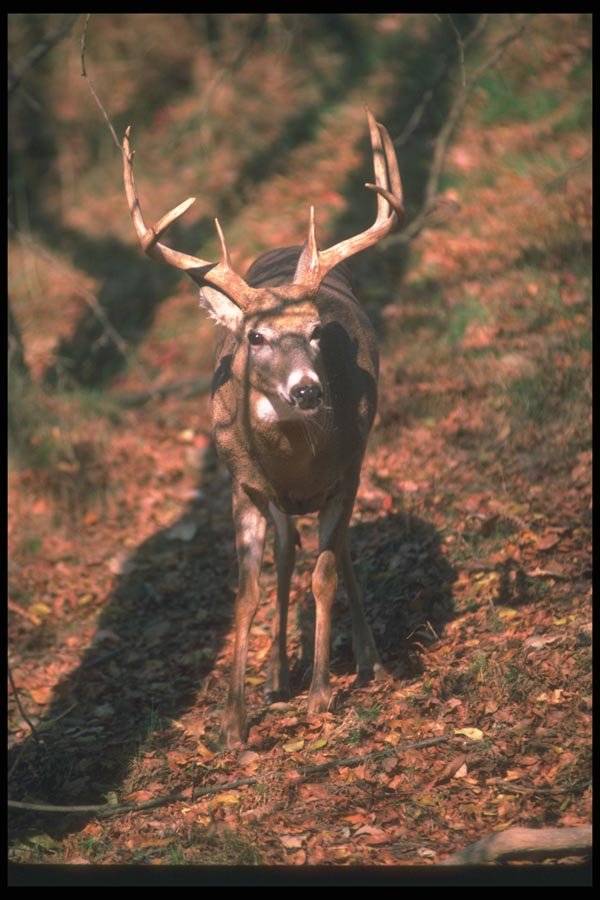 104008 White Tailed Deer In Fall Forest A4 Photo Print