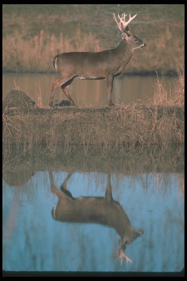 104009 White Tailed Deer, Reflected A4 Photo Print