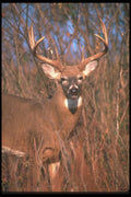 104010 White Tailed Deer In Tall Brush A4 Photo Print