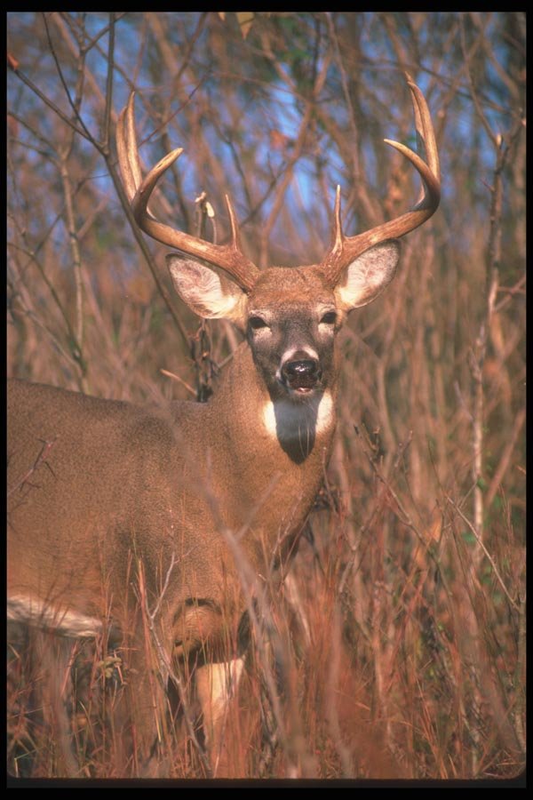 104010 White Tailed Deer In Tall Brush A4 Photo Print