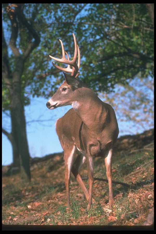 104011 White Tailed Deer At Edge Of Slope A4 Photo Print