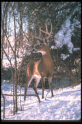 104012 White Tailed Deer Standing In Snowy Woods A4 Photo Print