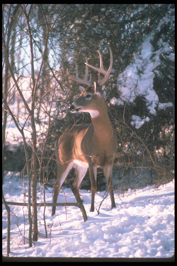 104012 White Tailed Deer Standing In Snowy Woods A4 Photo Print