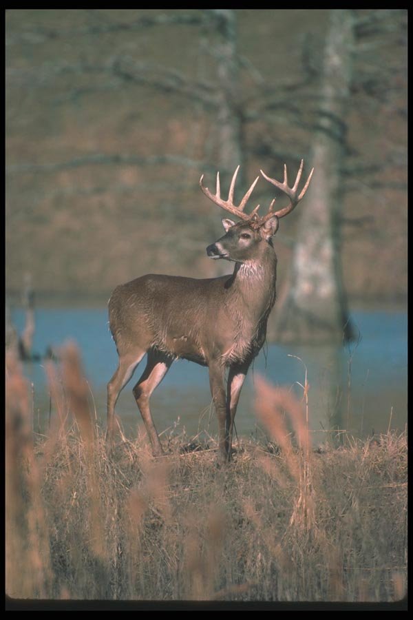 104013 White Tailed Deer By Water A4 Photo Print
