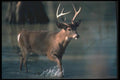 104014 White Tailed Deer Wading In River A4 Photo Print