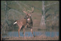 104016 White Tailed Deer Wheeling Around A4 Photo Print