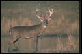 104017 White Tailed Deer By River A4 Photo Print
