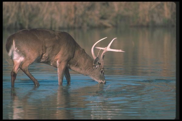 104018 White Tailed Deer Drinking A4 Photo Print