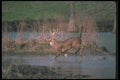 104019 White Tailed Deer Crossing Stream A4 Photo Print