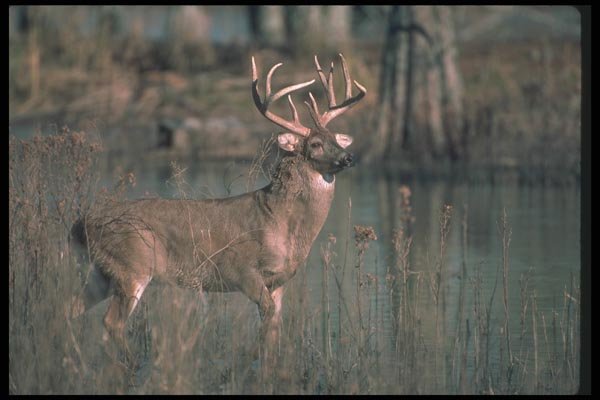104020 White Tailed Deer On Bank Of River A4 Photo Print