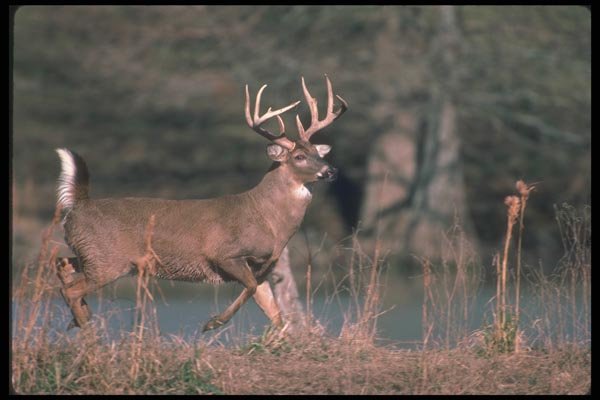 104021 White Tailed Deer Bolting A4 Photo Print