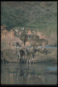 104022 White Tailed Deer, Big Bucks With Does A4 Photo Print